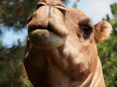 [Close up of camel looking straight at the camera. Only the left eye and ear are visible as it appears the camel is looking at us down its nose.]